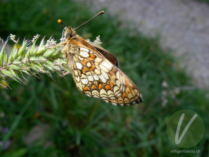 Wachtelweizen-Scheckenfalter: Übersicht